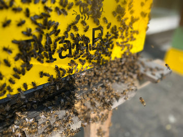 Hvorfor er bier så viktige for naturen – og for deg? 🐝🌿